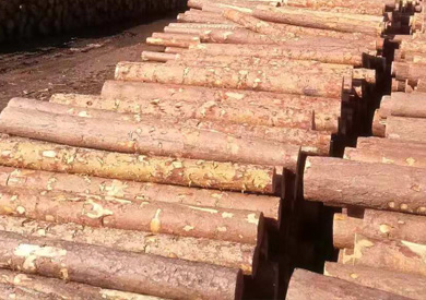 White pine logs imported from Russia with a length of 3 m / 4 m
